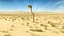 Paisagem do deserto