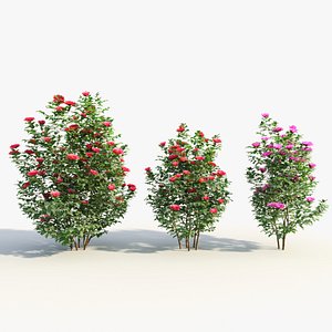 3D Camellia sasanqua model