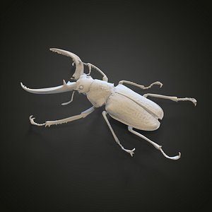Stag beetle 3D model