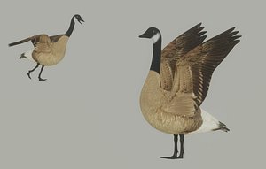 Goose