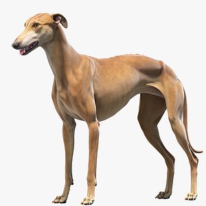 Greyhound