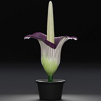 Titan Arum