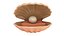 Cartoon Sea Shell 01 model