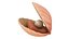 Cartoon Sea Shell 01 model