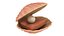 Cartoon Sea Shell 01 model