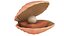 Cartoon Sea Shell 01 model