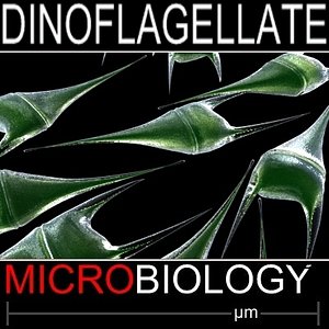 dinoflagellate ceratium 3d c4d