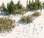 Forest grass