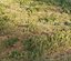 Forest grass