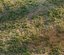 Forest grass