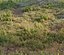 Forest grass