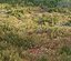 Forest grass
