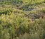Forest grass