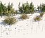Forest grass