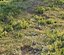 Forest grass