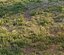 Forest grass