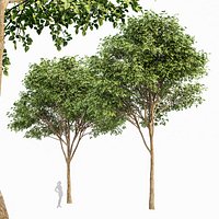 Grey Alder Vray max