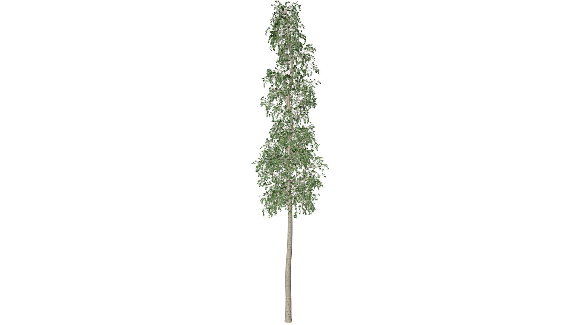 European Aspen Tree Collection 3D model https://p.turbosquid.com/ts-thumb/eI/xglUzj/Zk/europeanaspen_09_030/png/1785653266/1920x1080/fit_q87/c7dc9be71f213f905363b427d04b6581e76dc45e/europeanaspen_09_030.jpg
