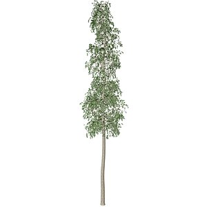 3D European Aspen Tree - 09 -