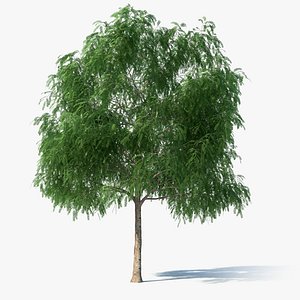 Thornless Honey Locust Tree
