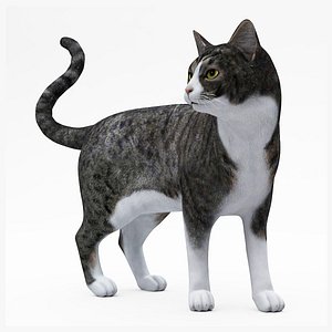 cat 3D model