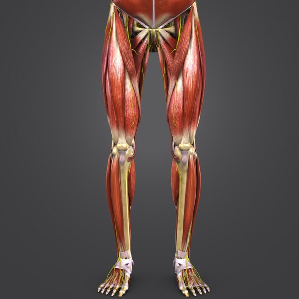 Muscles nerves body skeleton 3D model - TurboSquid 1273541