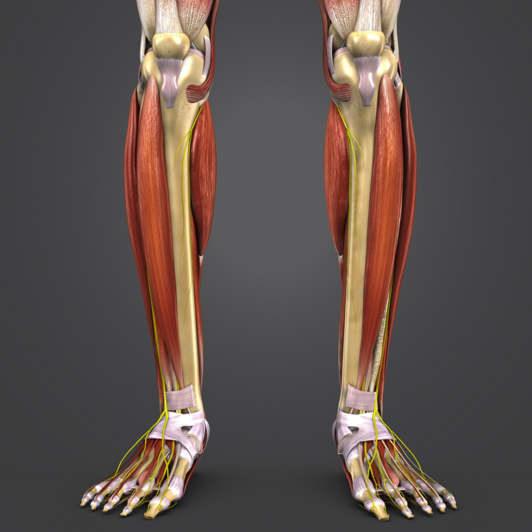 Muscles nerves body skeleton 3D model - TurboSquid 1273541