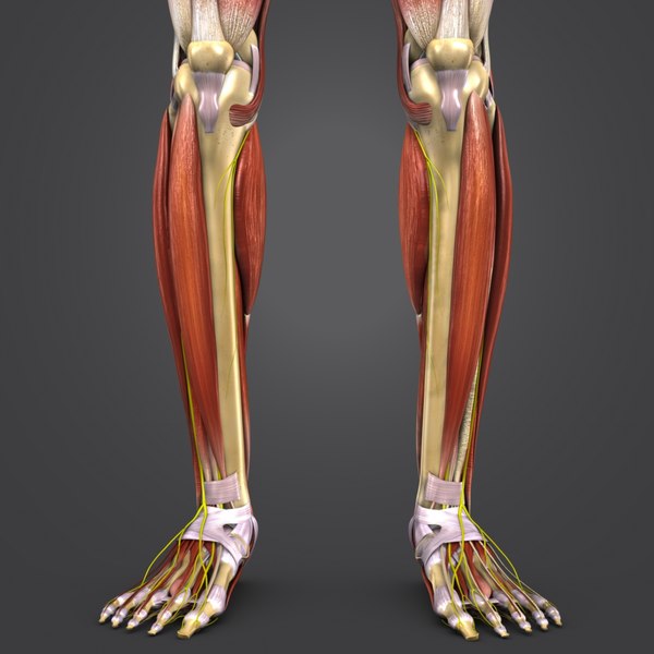 Muscles nerves body skeleton 3D model - TurboSquid 1273541