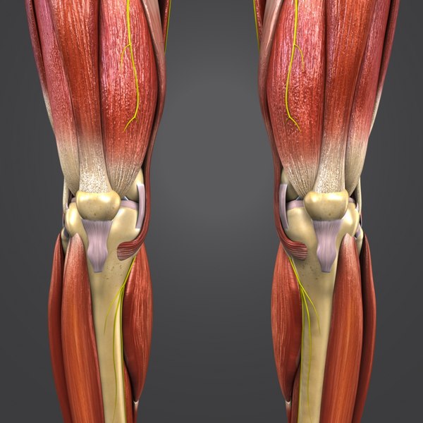 Muscles nerves body skeleton 3D model - TurboSquid 1273541