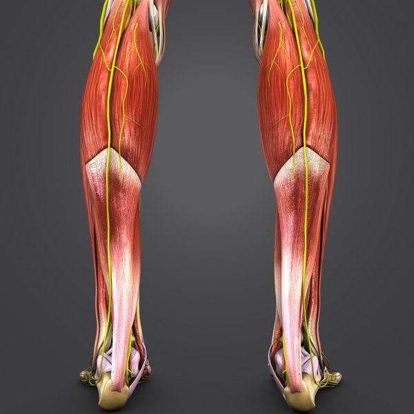 Muscles Nerves Body Skeleton 3d Model - Turbosquid 1273541