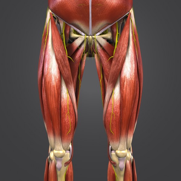 Muscles nerves body skeleton 3D model - TurboSquid 1273541