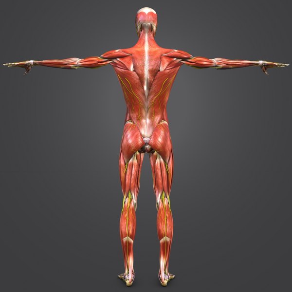 Muscles nerves body skeleton 3D model - TurboSquid 1273541