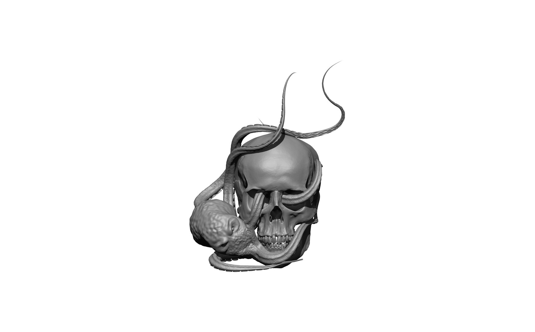 Octopus Skull Model TurboSquid 2092887