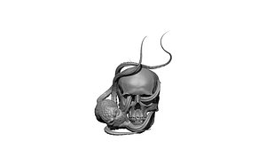 octopus skull model