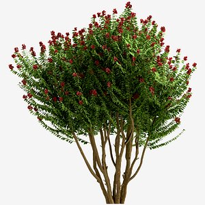 3D model Set of Dynamite Crepe Myrtle or Lagerstroemia Tree - 3 Trees