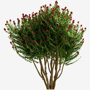 Set of Dynamite Crepe Myrtle or Lagerstroemia Tree - 3 Trees