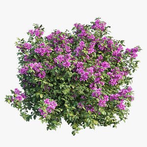 Bougainvillea plant set 03