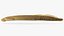 Ichthyomyzon castaneus Chestnut Lamprey
