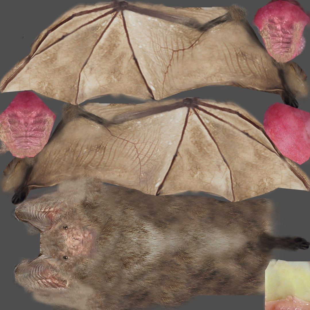 Little Brown Bat 8K 3D Model - TurboSquid 2270037