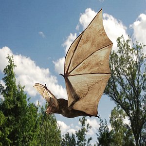 Little Brown Bat 8K 3D model