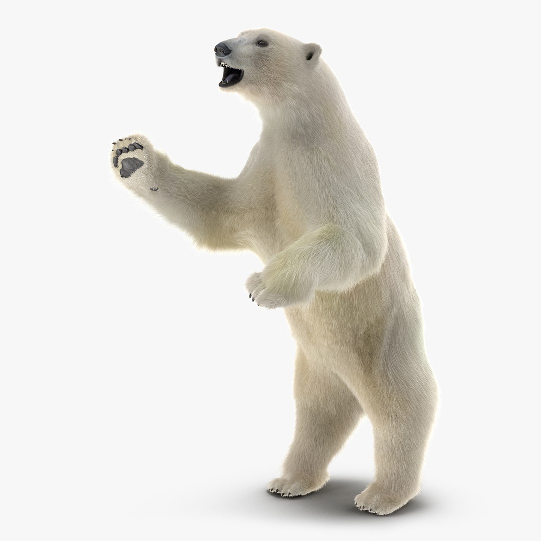 Polar Bear with Fur Standing Pose 3D Model 3D model preview
