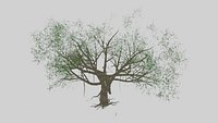 Ficus microcarpa Banyan Tree Spreading Canopy Aerial Roots Garden Landscape Tree 3D Model