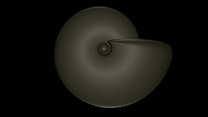 Ammonoid shell involute and compressed Metengonoceras model