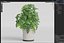 植物コレクション 1167