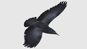 Low poly animated crow model
