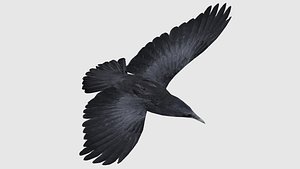 Low poly animated crow