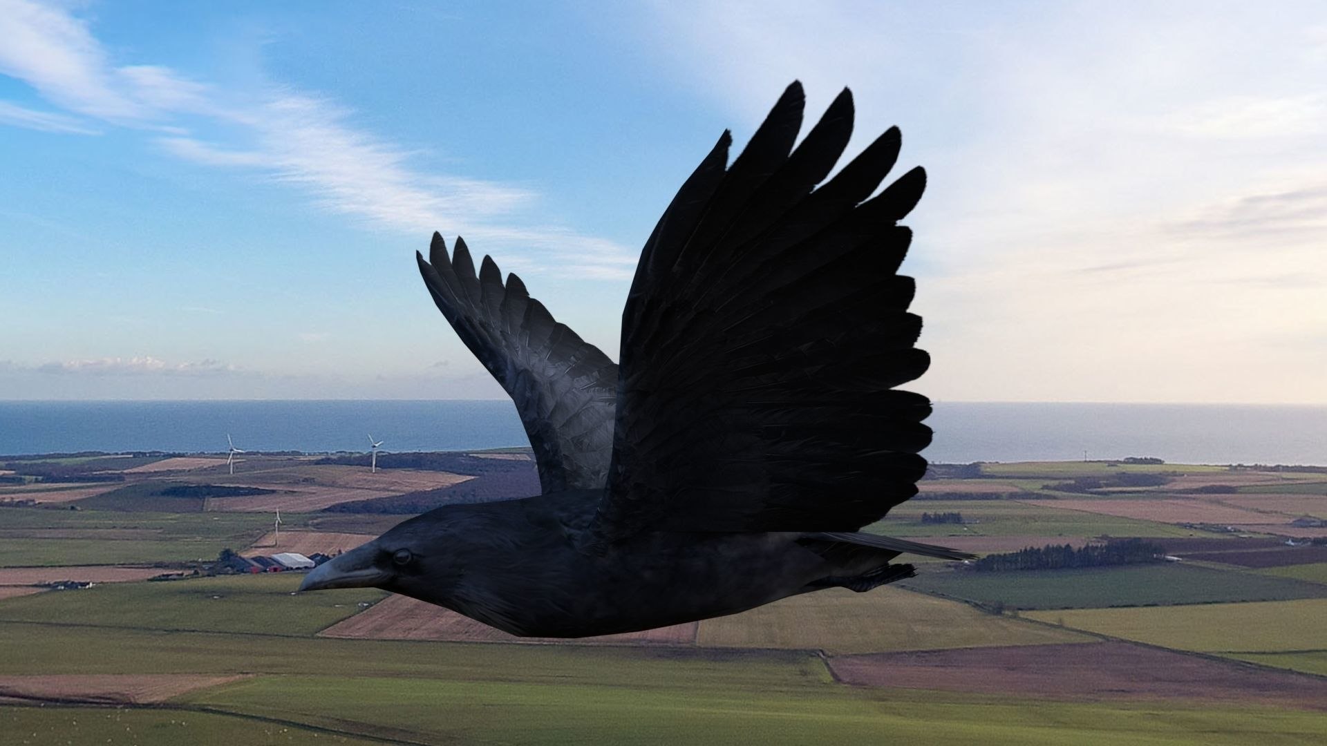 Low poly animated crow model https://p.turbosquid.com/ts-thumb/eJ/t9Nfvq/jS/lowpolyanimatedcrow3dmodel1b0bd6007f/jpg/1761476021/1920x1080/fit_q87/3b8ee89559f8f8f8d2dedc7144e38f390ac0813e/lowpolyanimatedcrow3dmodel1b0bd6007f.jpg