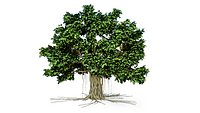 Banyan Tree