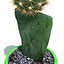 cactus gymnocalycium mihanovichii friedrichii 3d max