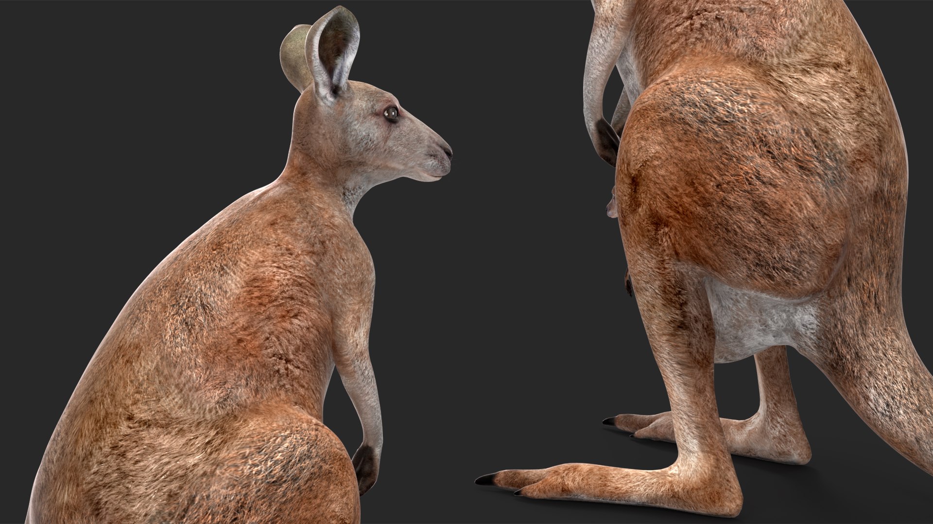 Mother Kangaroo with Baby Standing model https://p.turbosquid.com/ts-thumb/eK/7FskND/45/motherkangaroowithbabystandingmb3dmodel017/jpg/1720057342/1920x1080/fit_q87/e33f1c488ce532db038ffd820c2d75373fe48a3d/motherkangaroowithbabystandingmb3dmodel017.jpg